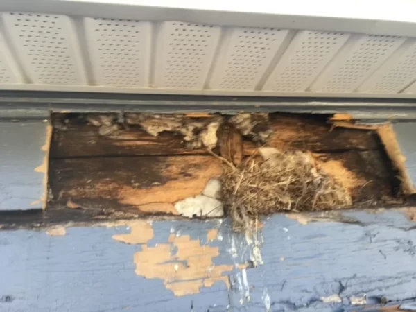 Northfield Handyman replaced this section of fascia board and removed a contributing birds nest for this residential property in Haverhill, MA.

