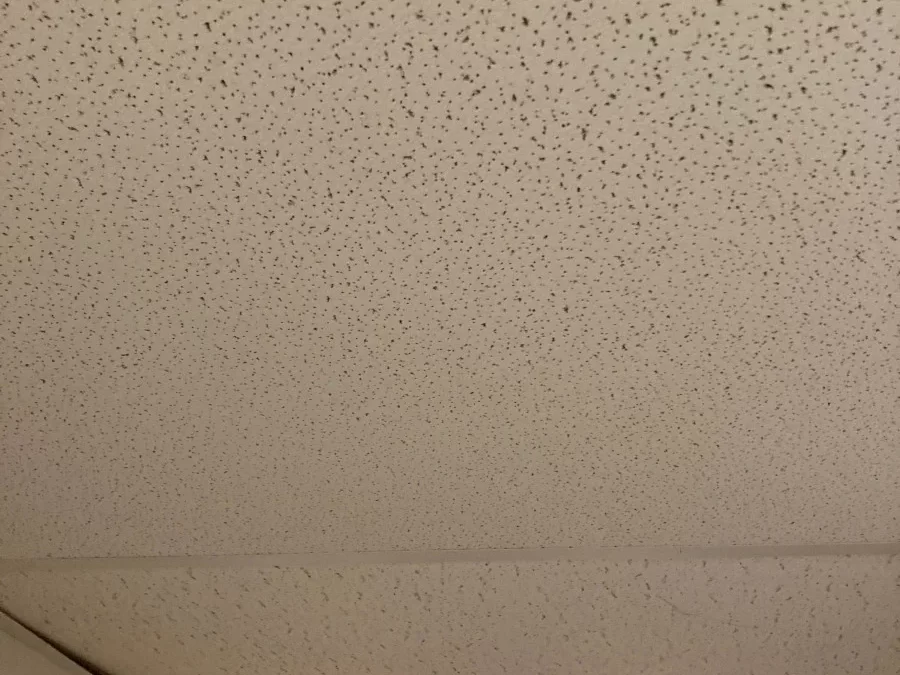 Dropped Ceiling Tile replacement service in Chelmsford, MA.