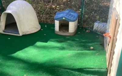 Dog Area Upgrade in Haverhill, MA.